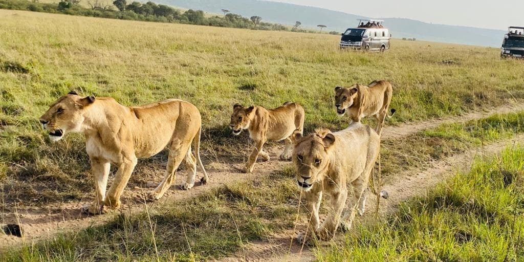 Lion pride on a track in the Maasai Mara