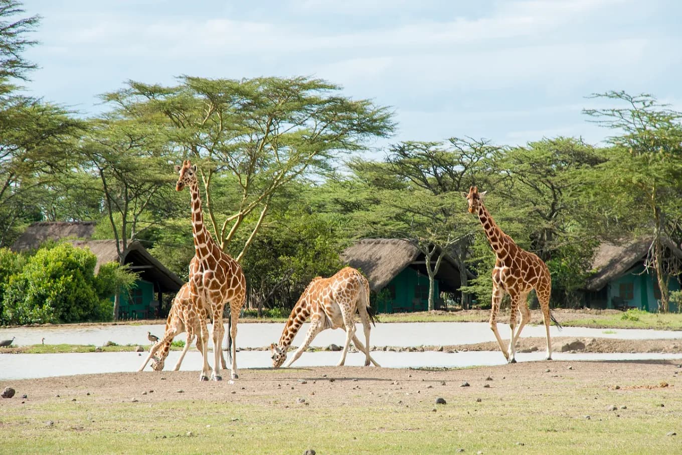 Sweetwaters Serena Camp in Ol Pejeta Conservancy, Kenya, photo 12