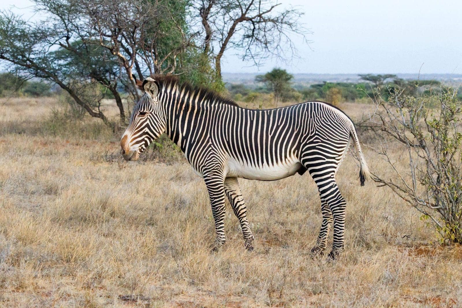 Grevy's zebra in Samburu