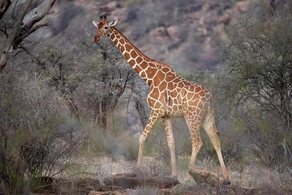 Reticulated giraffe in Samburu