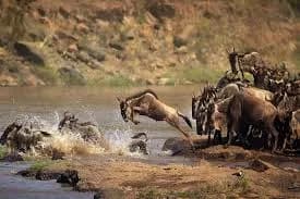 7-Day Tanzania Northern Circuit Safari – Serengeti, Ngorongoro & Tarangire safari in Serengeti, Ngorongoro & Tarangire, Tanzania