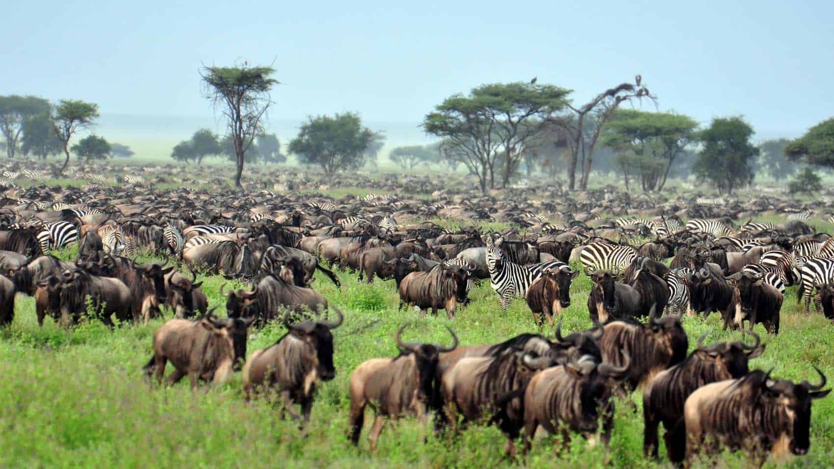 Serengeti National Park plains